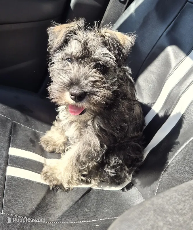 Peanut – Miniature Schnauzer puppy for sale in Lewis Center, OH