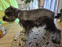 Peanut, a male Miniature Schnauzer for sale in Lewis Center, OH – 8 of 9