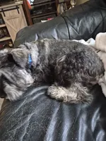 Peanut, a male Miniature Schnauzer for sale in Lewis Center, OH – 5 of 9