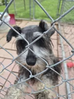 Peanut, a male Miniature Schnauzer for sale in Lewis Center, OH – 6 of 9