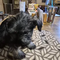 Five-m, a male Miniature Schnauzer for sale in Lewis Center, OH – Photo 2 of 2