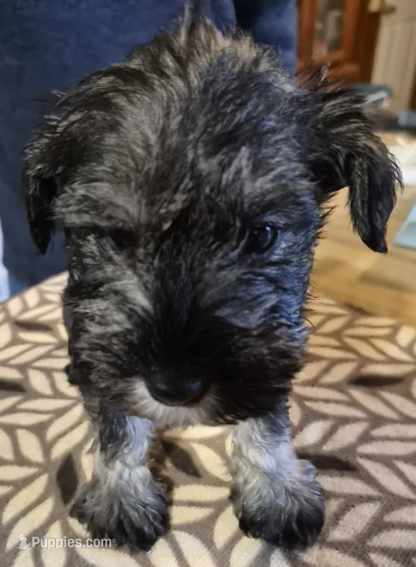 Five-m – Miniature Schnauzer puppy on hold in Lewis Center, OH