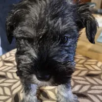 Five-m, a male Miniature Schnauzer for sale in Lewis Center, OH – Photo 1 of 2