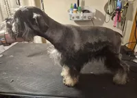 Peanut, a male Miniature Schnauzer for sale in Lewis Center, OH – 2 of 9