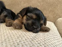 Yorkie, a female Yorkshire Terrier for sale in Miami, FL – Photo 1 of 6