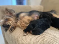 Yorkie, a female Yorkshire Terrier for sale in Miami, FL – Photo 2 of 6