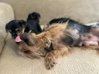 Yorkie, a female Yorkshire Terrier for sale in Miami, FL – Photo 3 of 6