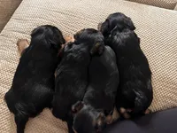 Yorkie, a female Yorkshire Terrier for sale in Miami, FL – Photo 6 of 6