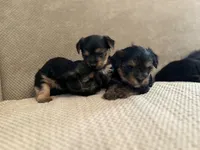 Yorkie, a female Yorkshire Terrier for sale in Miami, FL – Photo 5 of 6