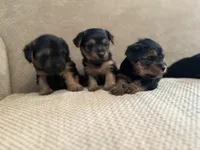 Yorkie, a female Yorkshire Terrier for sale in Miami, FL – Photo 4 of 6