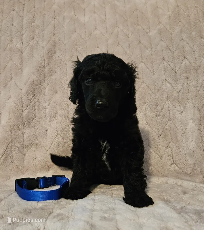 Spruce – Poodle - Standard  puppy for sale in Mobile, AL