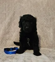 Spruce, a male Poodle - Standard  for sale in Mobile, AL – 1 of 2