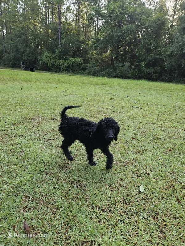 Magnolia (Maggie) – Poodle - Multi-Colored Standard, Poodle - Standard  puppy for sale in Mobile, AL