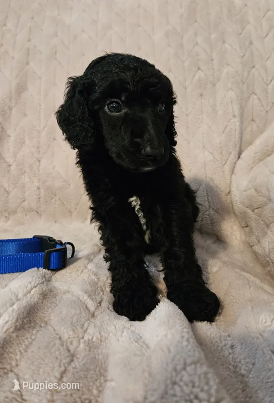Cedar – Poodle - Standard  puppy for sale in Mobile, AL