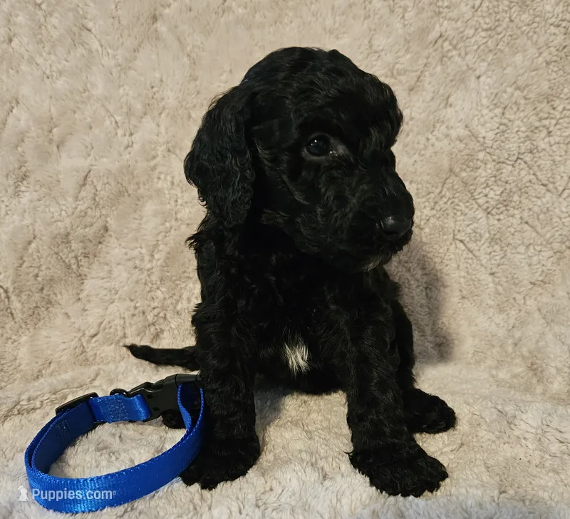 Sprout – Poodle - Standard  puppy for sale in Mobile, AL