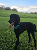 Willow, a female Poodle - Multi-Colored Standard and Poodle - Standard  for sale in Mobile, AL – 3 of 3