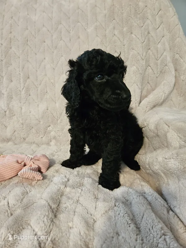 Olive – Poodle - Standard  puppy for sale in Mobile, AL