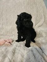Olive, a female Poodle - Standard  for sale in Mobile, AL – 1 of 2