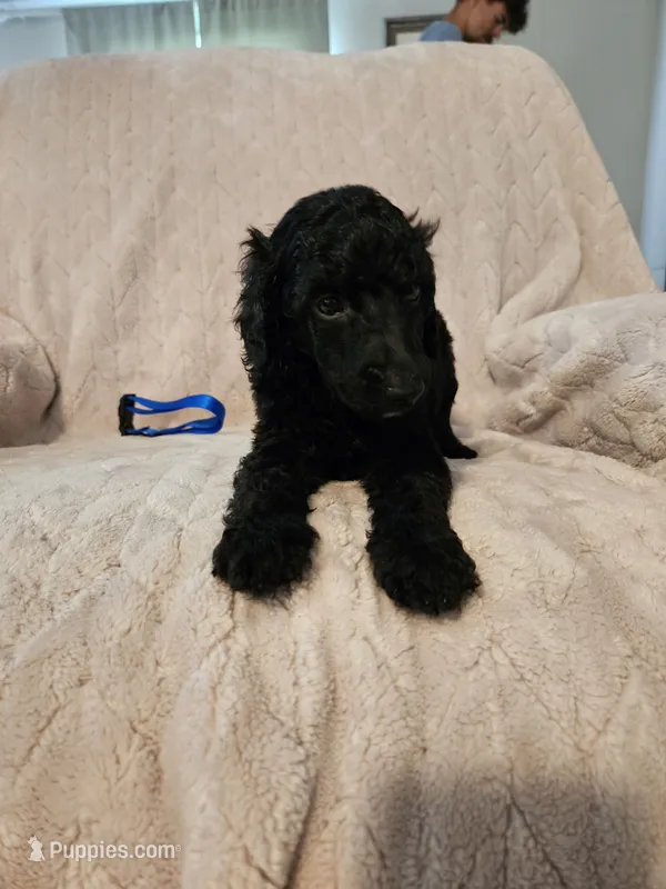 Hemlock (Hemmy) – Poodle - Multi-Colored Standard, Poodle - Standard  puppy for sale in Mobile, AL