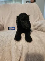 Hemlock (Hemmy), a male Poodle - Multi-Colored Standard and Poodle - Standard  for sale in Mobile, AL – 1 of 1
