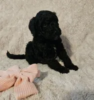 Magnolia, a female Poodle - Standard  for sale in Mobile, AL – 3 of 3