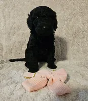 Olive, a female Poodle - Standard  for sale in Mobile, AL – 2 of 2