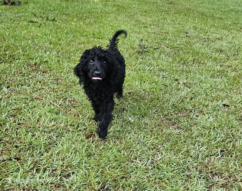 Cherry (Light Pink) – Poodle - Multi-Colored Standard, Poodle - Standard  puppy for sale in Mobile, AL