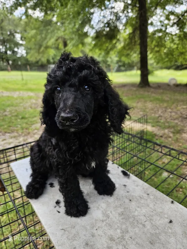 Sprout – Poodle - Multi-Colored Standard, Poodle - Standard  puppy for sale in Mobile, AL