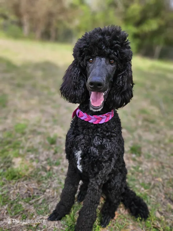 Willow – Poodle - Multi-Colored Standard, Poodle - Standard  puppy for sale in Mobile, AL