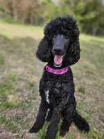 Willow, a female Poodle - Multi-Colored Standard and Poodle - Standard  for sale in Mobile, AL – 1 of 3