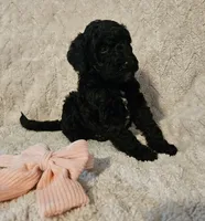Magnolia, a female Poodle - Standard  for sale in Mobile, AL – 2 of 3