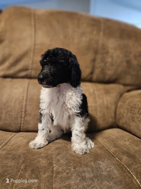 Birch – Poodle - Multi-Colored Standard, Poodle - Standard  puppy for sale in Mobile, AL