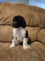 Birch, a male Poodle - Multi-Colored Standard and Poodle - Standard  for sale in Mobile, AL – 1 of 3