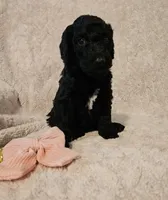Ash, a female Poodle - Standard  for sale in Mobile, AL – 2 of 2