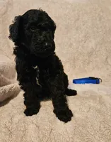 Spruce, a male Poodle - Standard  for sale in Mobile, AL – 2 of 2