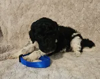 Birch, a male Poodle - Standard  for sale in Mobile, AL – 2 of 2