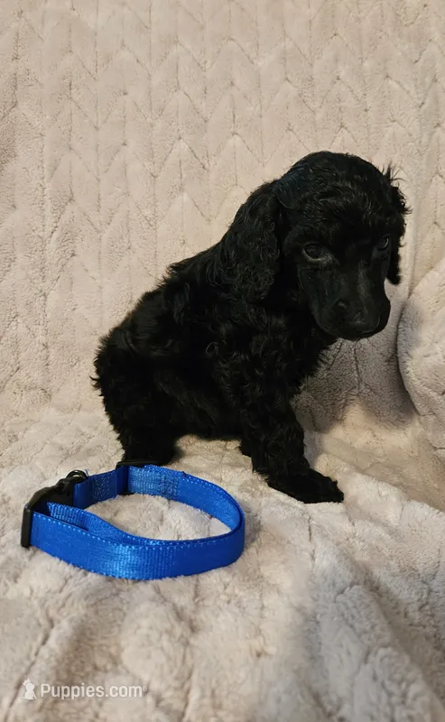 Sprout – Poodle - Standard  puppy for sale in Mobile, AL