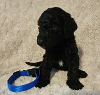 Cedar, a male Poodle - Standard  for sale in Mobile, AL – 2 of 3