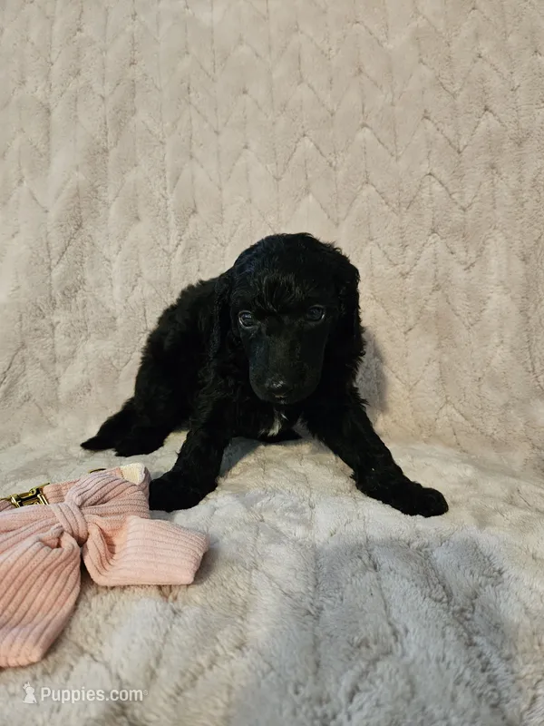 Cherry – Poodle - Standard  puppy for sale in Mobile, AL