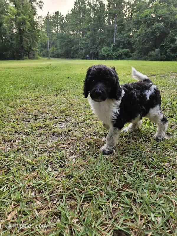 Birch – Poodle - Multi-Colored Standard, Poodle - Standard  puppy for sale in Mobile, AL