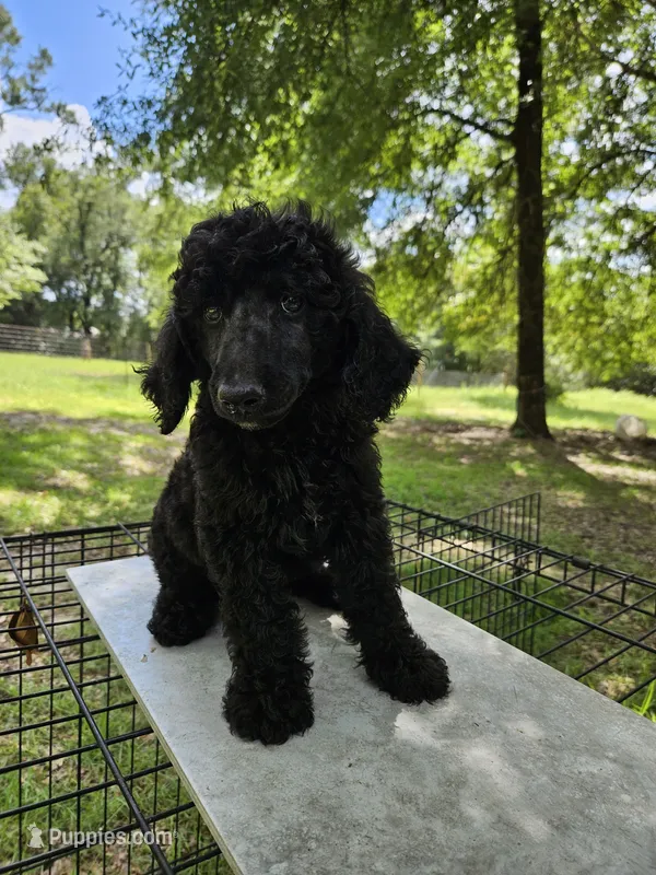 Hemlock (Hemmy) – Poodle - Multi-Colored Standard, Poodle - Standard  puppy for sale in Mobile, AL