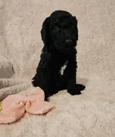 Magnolia, a female Poodle - Multi-Colored Standard and Poodle - Standard  for sale in Mobile, AL – 1 of 1