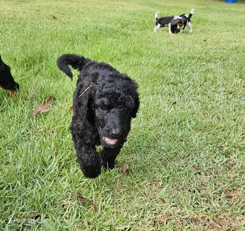 Spruce – Poodle - Multi-Colored Standard, Poodle - Standard  puppy for sale in Mobile, AL