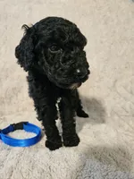 Cedar, a male Poodle - Standard  for sale in Mobile, AL – 3 of 3