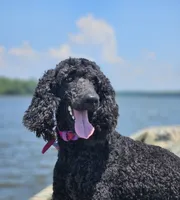 Willow, a female Poodle - Multi-Colored Standard and Poodle - Standard  for sale in Mobile, AL – 2 of 3