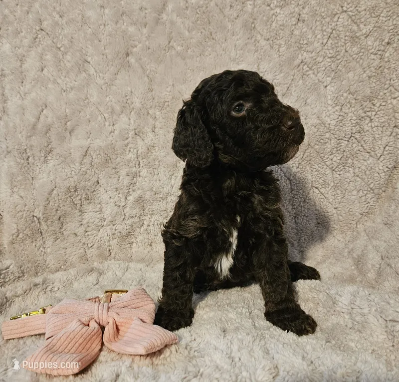 Oakley – Poodle - Standard  puppy on hold in Mobile, AL