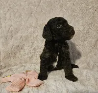 Oakley, a female Poodle - Standard  for sale in Mobile, AL – 1 of 1