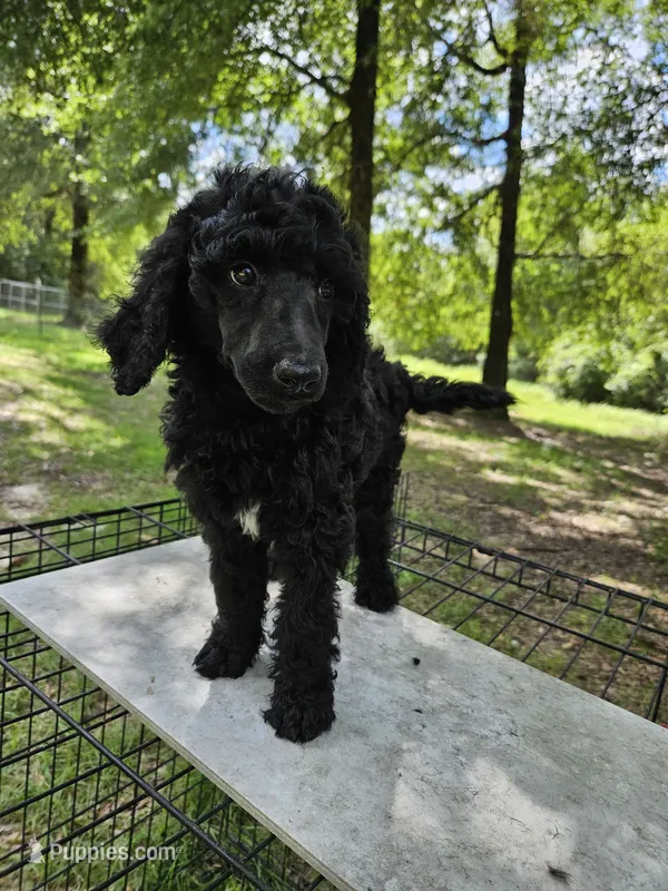 Magnolia (Maggie) – Poodle - Multi-Colored Standard, Poodle - Standard  puppy for sale in Mobile, AL