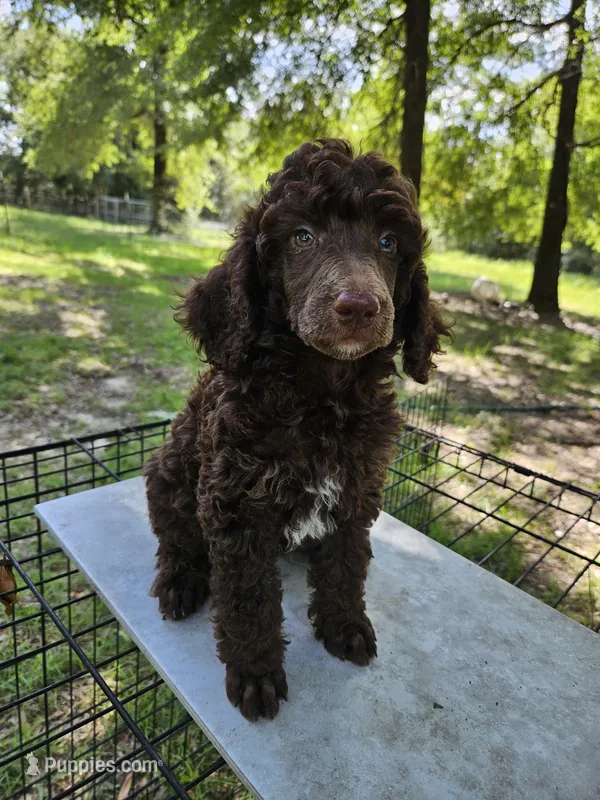 Oakley – Poodle - Multi-Colored Standard, Poodle - Standard  puppy for sale in Mobile, AL