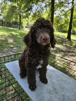 Oakley, a female Poodle - Multi-Colored Standard and Poodle - Standard  for sale in Mobile, AL – 1 of 1